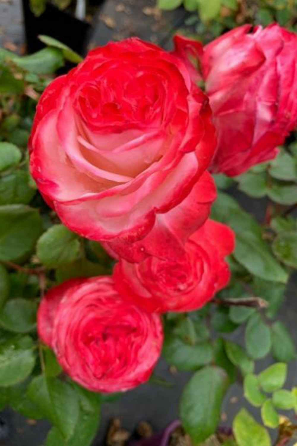  Rosier 'la Garçonne' ? - En Pot De 5 Litres