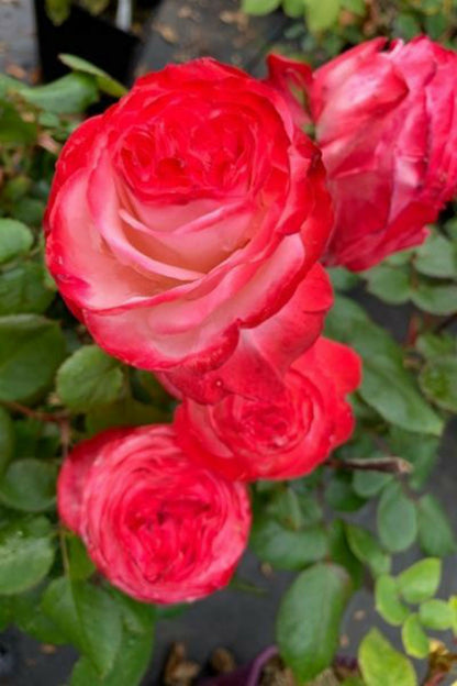  Rosier 'la Garçonne' ? - En Pot De 5 Litres