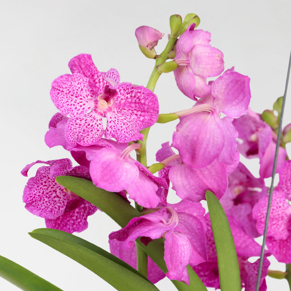  Orchidée - Vanda 'pink' - Hauteur 45-55cm