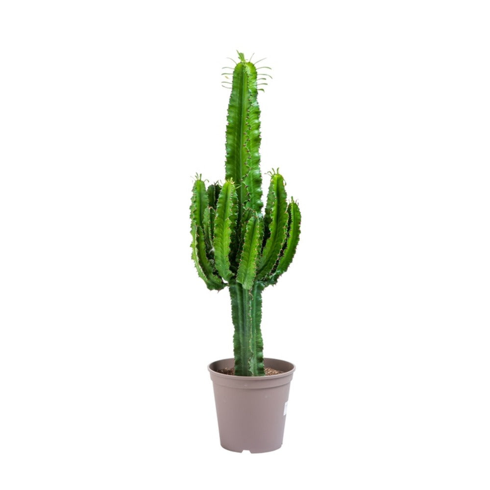  Cactus / Euphorbia 50/100cm