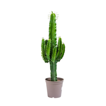  Cactus / Euphorbia 50/100cm