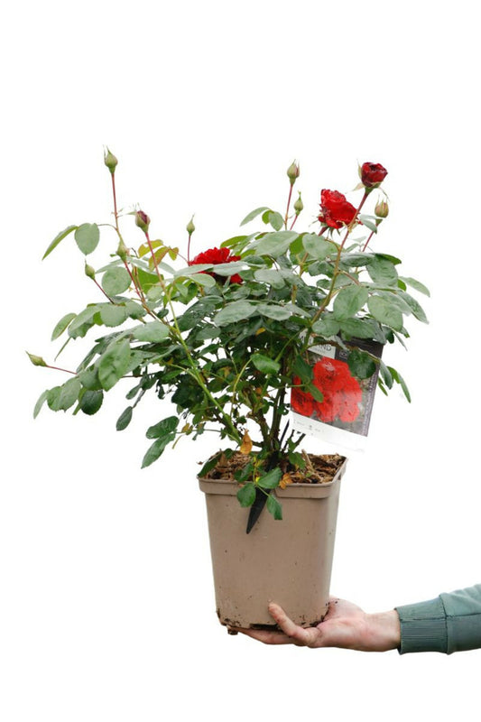  Rosier Meilland 'scarlet Bonica' ? - En Pot De 5 Litres