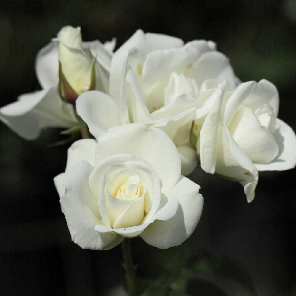  Rosier Iceberg® Rosier Fée Des Neiges - Le Pot / 3l / Hauteur Livrée 15-40cm