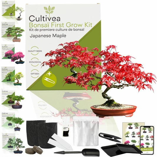  Cultivea- Kit First Bonsai Japanese Maple Avec Accesoires