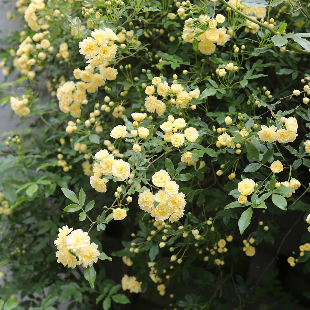 Rosier Grimpant De Banks Jaune - Le Pot / ø 9cm