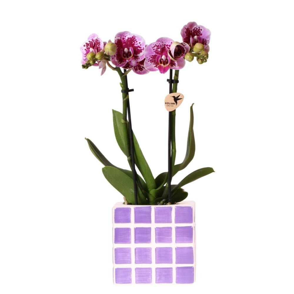  Kolibri Orchids Phalaenopsis Lilas Orchidée El Salvador + Pot Décoratif Mosa Lilas - Taille De Pot 9cm