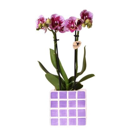  Kolibri Orchids Phalaenopsis Lilas Orchidée El Salvador + Pot Décoratif Mosa Lilas - Taille De Pot 9cm