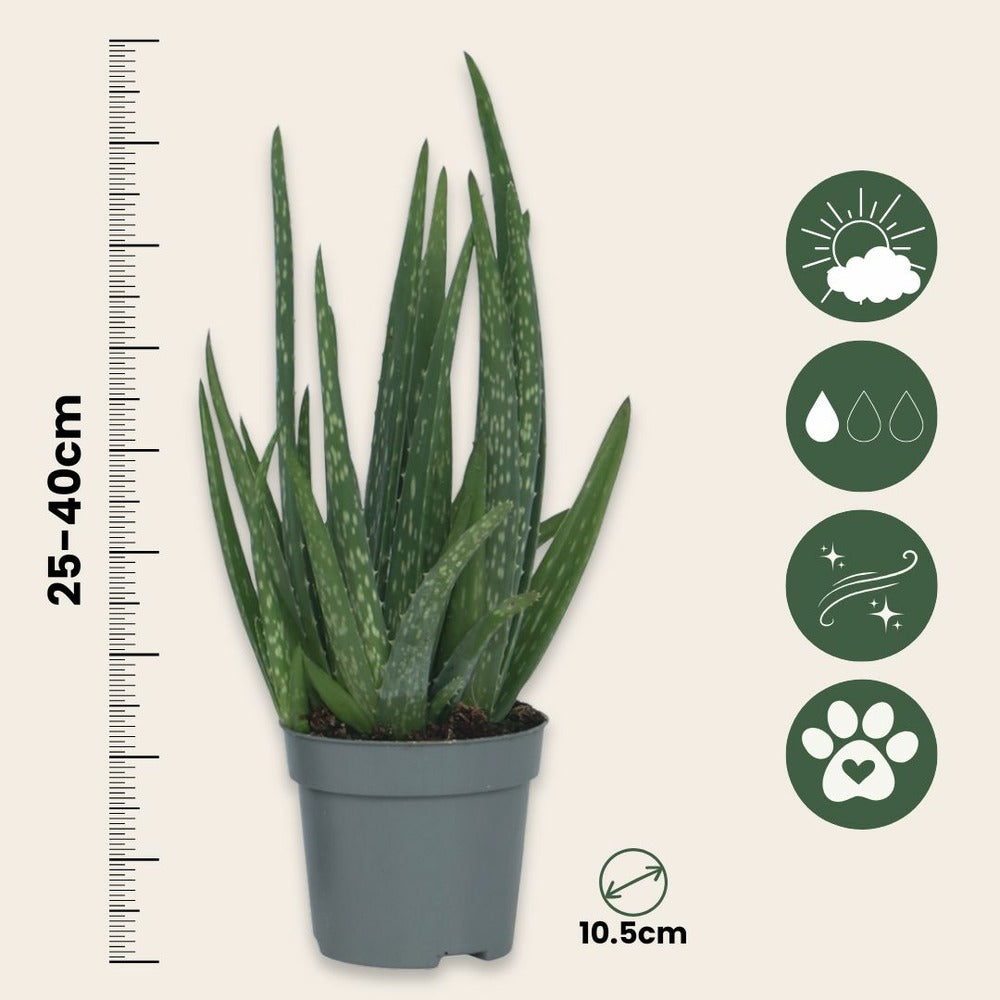  Aloe Vera - Set De 3 - Aloe Barbadensis - Hauteur 25-40cm - ⌀10,5cm