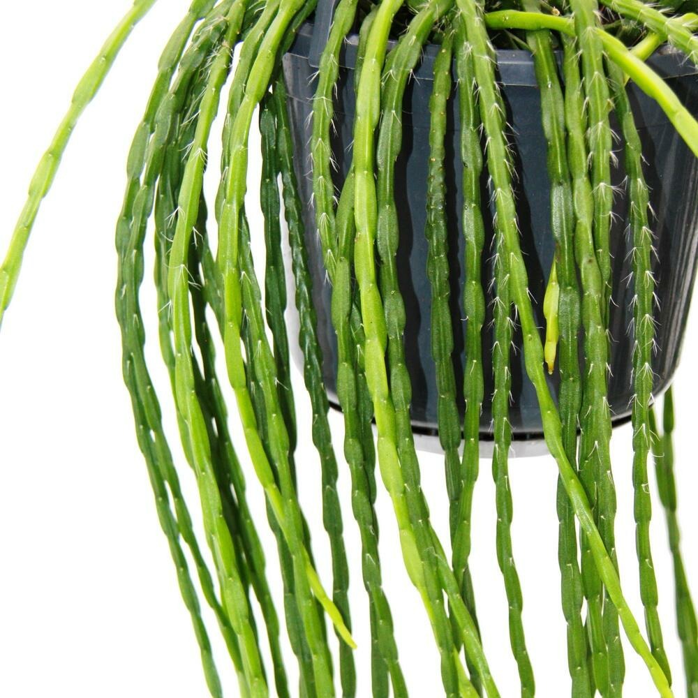  Urban Jungle Elegance - Ambre De Cactus Moderne Avec Une Superbe Structure De Feuilles - Rhipsalis Paradoxa - 15cm