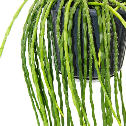  Urban Jungle Elegance - Ambre De Cactus Moderne Avec Une Superbe Structure De Feuilles - Rhipsalis Paradoxa - 15cm
