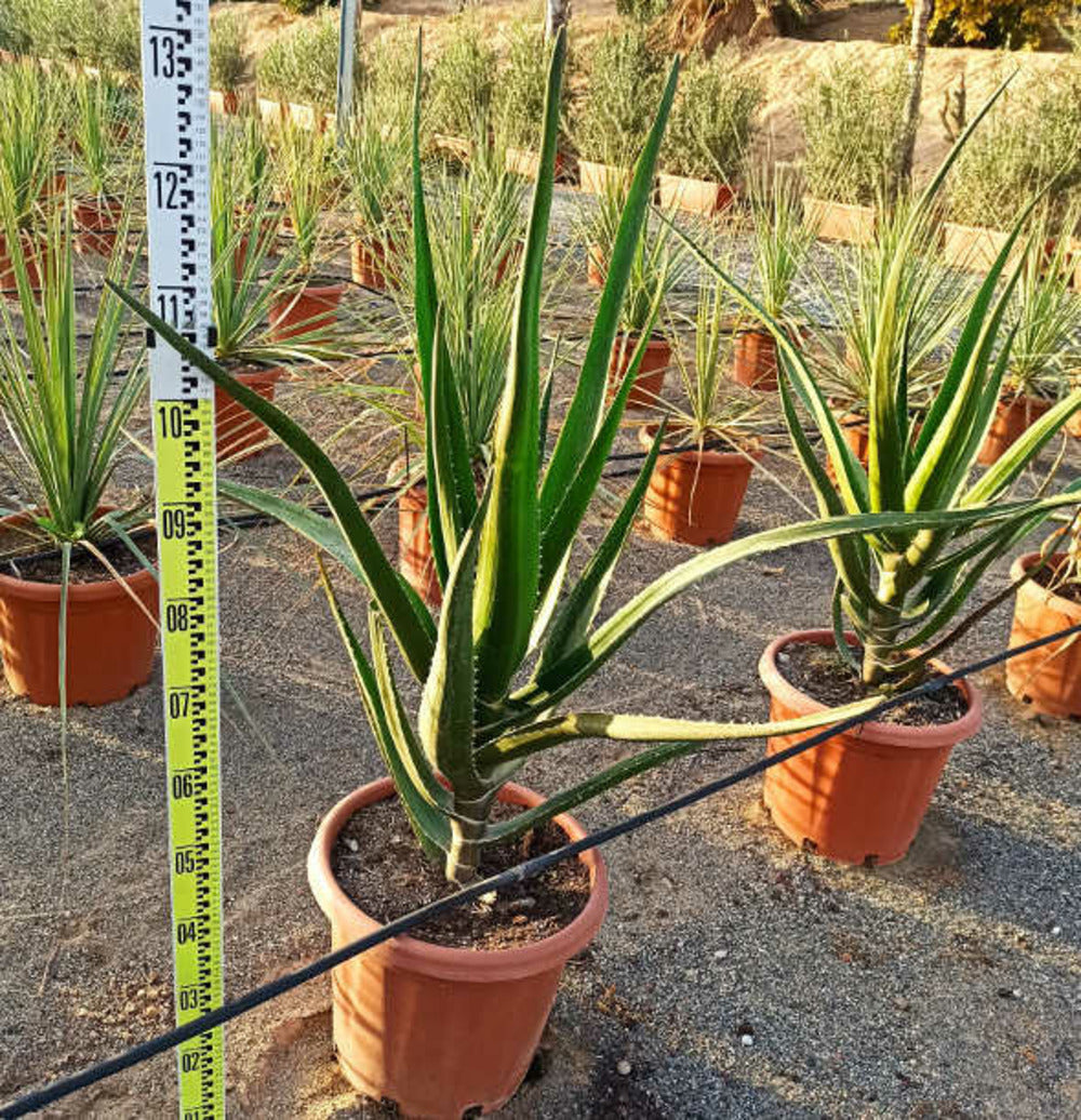  Aloe Barberae (aloe.bainesii) Pot De 140l - 200/250cm