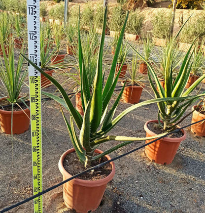  Aloe Barberae (aloe.bainesii) Pot De 140l - 200/250cm