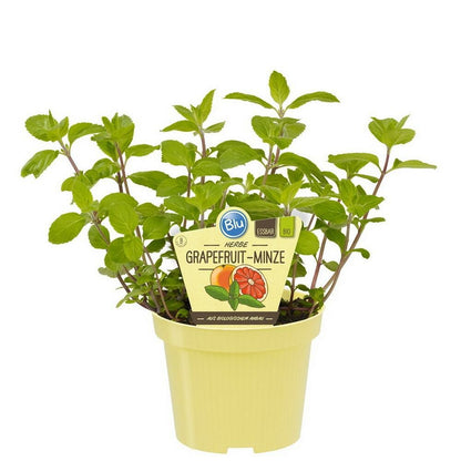  Menthe Pamplemousse En Qualité Bio - Mentha Suaveolens X Piperita - Plante Aromatique En Pot De 12cm