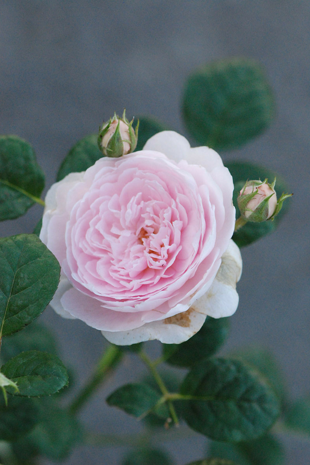  Rosier 'queen Of Sweden ?' - En Pot De 5 Litres