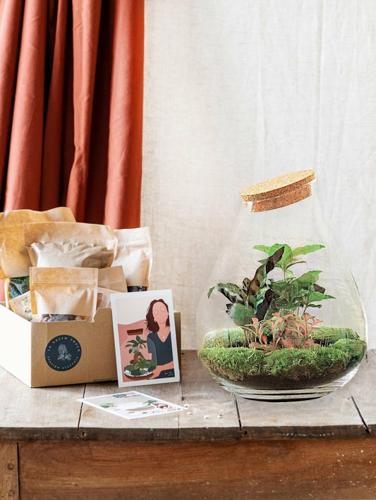  Kit Terrarium Diy - Doorn Calathéa + Caféier + Fittonia - Rateau + Pelle + Pince