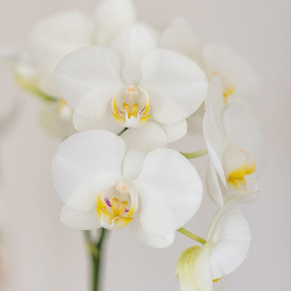  Kolibri Orchids Orchidée Blanche Amabilis + Cache-pot Candy Bleu - Taille De Pot 9cm