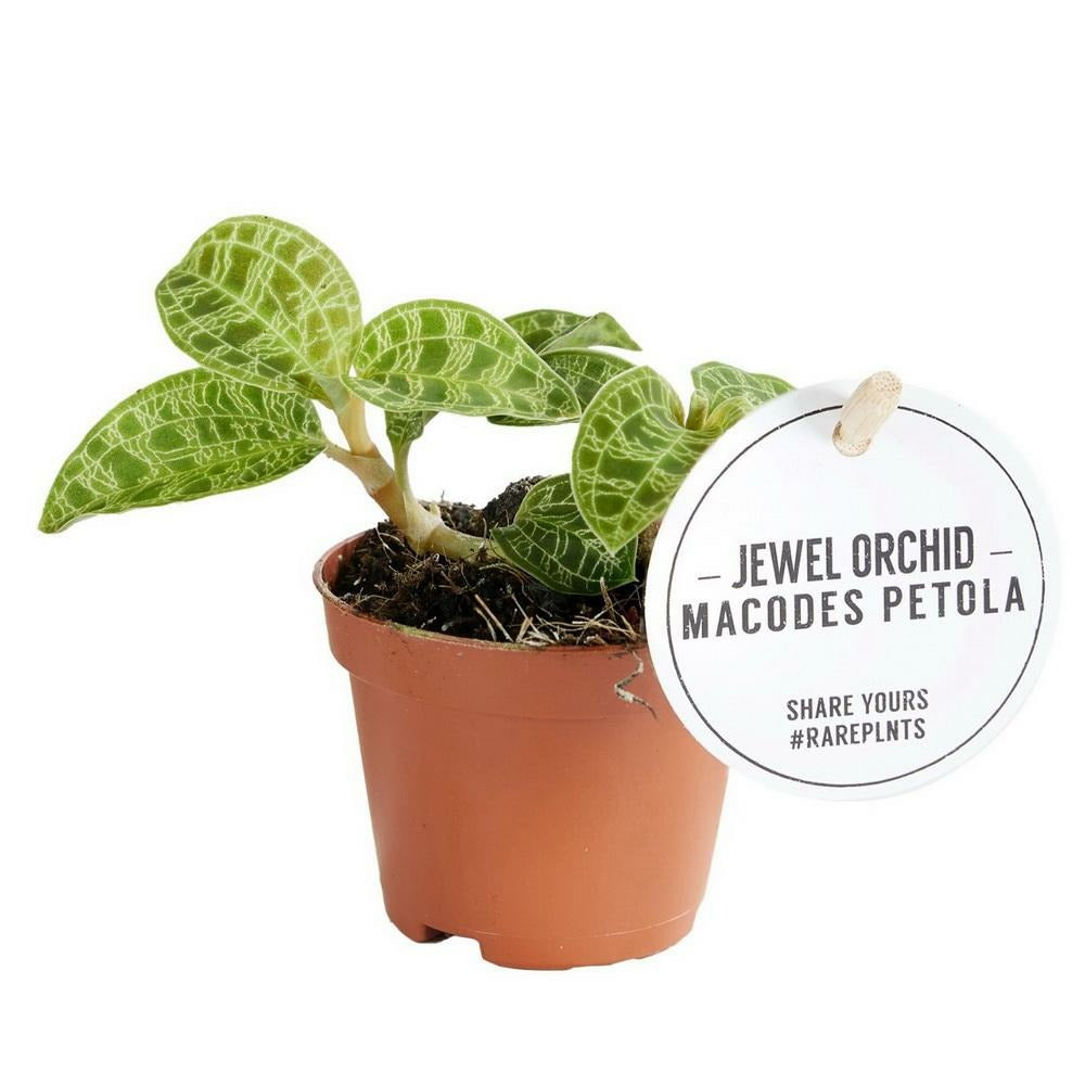  Jewel Orchid - Macodes Petola Emerald - Mini Orchidée Terrestre à Feuilles Fantaisies - Pot 6cm