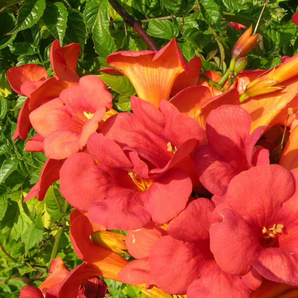  Bignone X Tagliabuana Madame Galen/[-]pot De 3l - Echelle Bambou 60/120 Cm