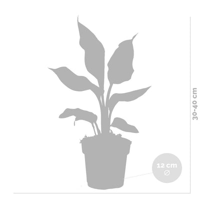  Strelitzia Reginae - Oiseau De Paradis - Plante D’intérieur - Hauteur 30-40 Cm - Pot 12 Cm