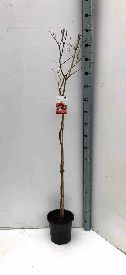  Punica Granatum Adulte (grenadier à Fruits) Pot 65l - 150/175cm - Péri 20/25