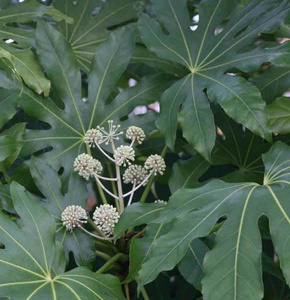  Fatsia Japonica (aralia Du Japon) Pot De 14l - 80/100 Cm
