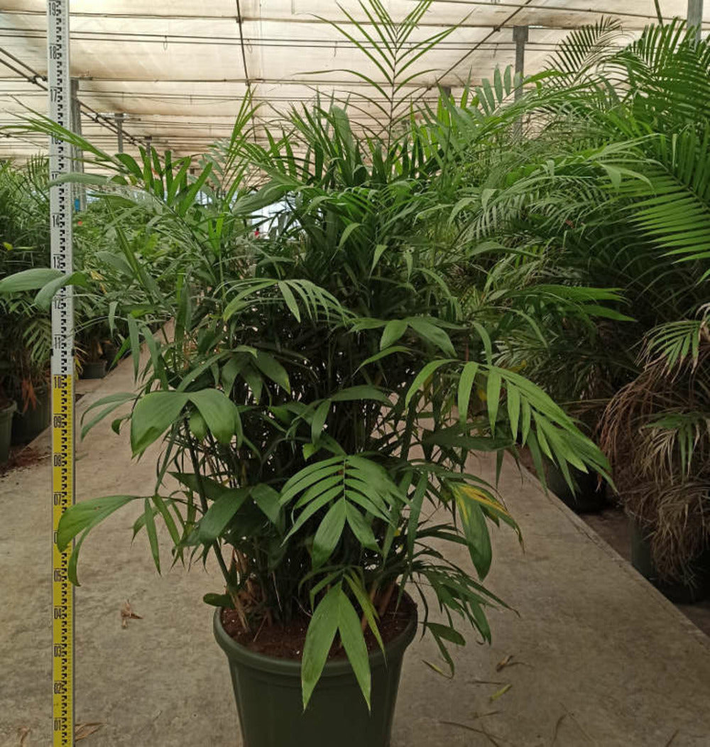 Chamaedorea Seifrizii (palmier Nain De Seifriz) Pot De 1 Litre - 50/60 Cm