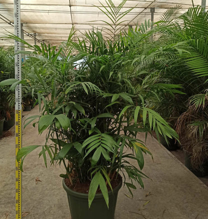  Chamaedorea Seifrizii (palmier Nain De Seifriz) Pot De 1 Litre - 50/60 Cm