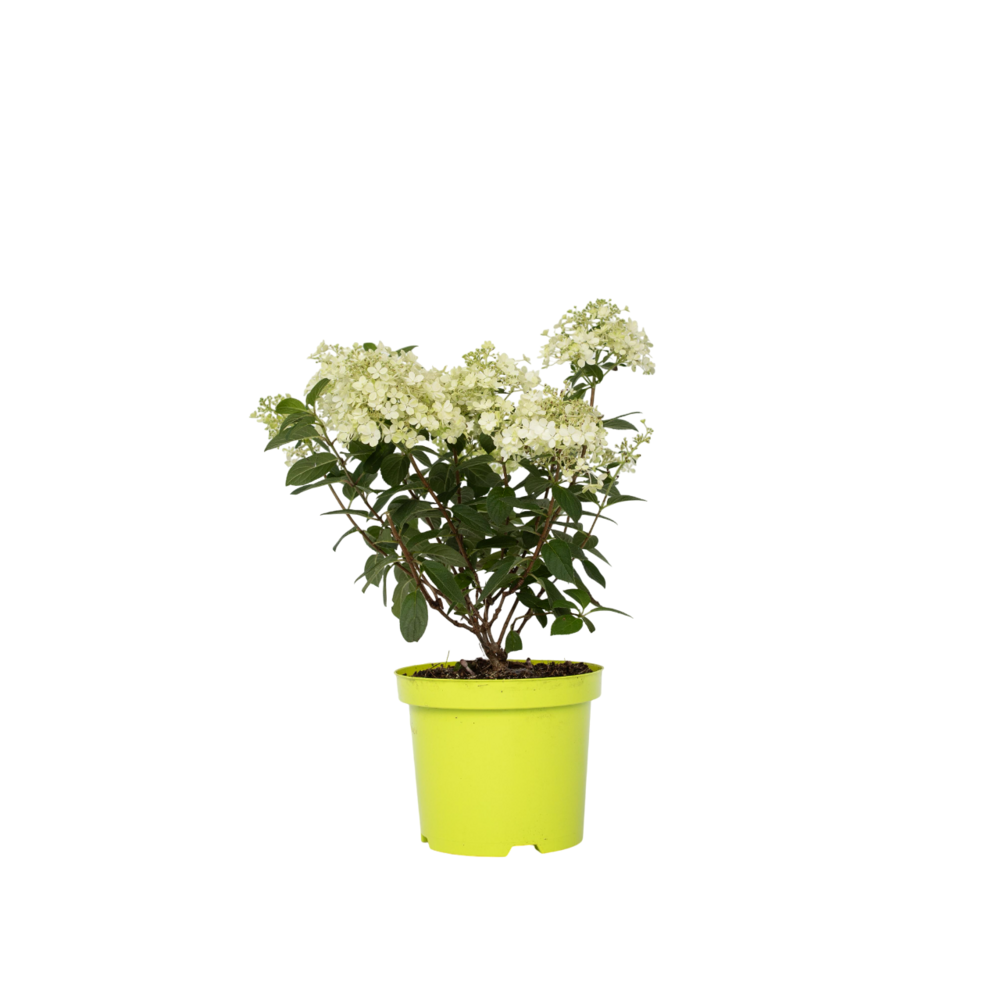  Hortensia - Hydrangea Paniculata 'bobo' - Hauteur 25-40cm - ⌀19cm