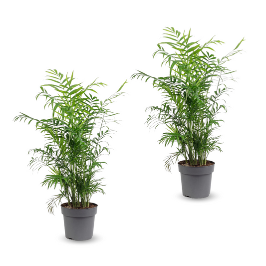  2x Chamaedorea Elegans - Palmier D'intérieur - ↕ 70-80 Cm - ⌀ 17 Cm - Lot D 2 - Purificateur D'air