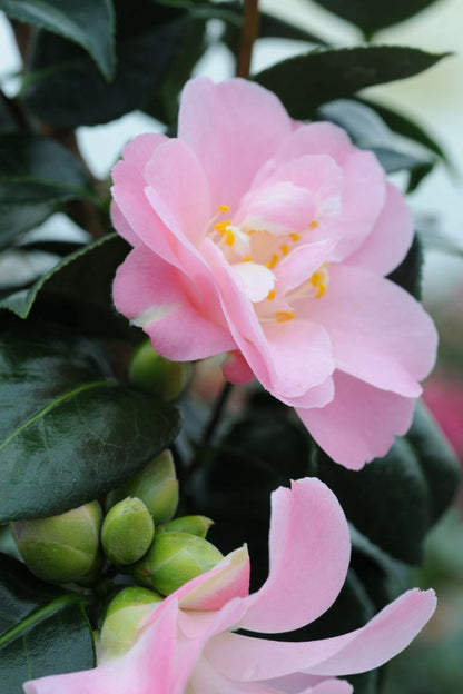  Camelia 'la Psalette' - En Pot De 1 Litre