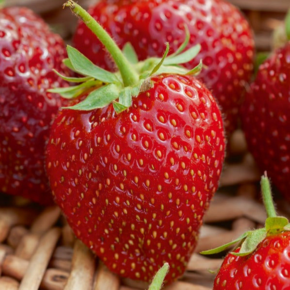  Fraisier Remontant Cirafine - Le Paquet De 6 En Pots De 7 Cm