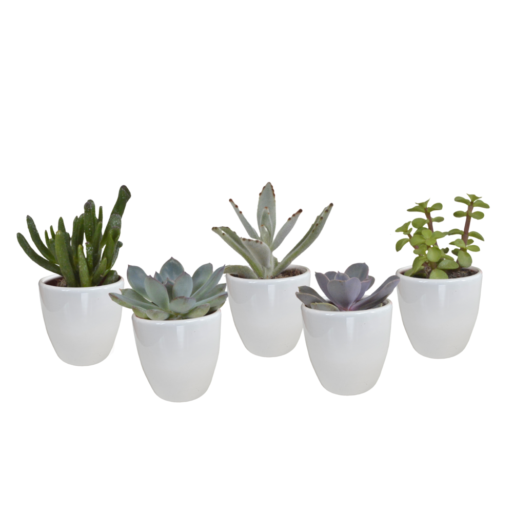  Coffret Succulente & Cactus + Caches-pots Blancs