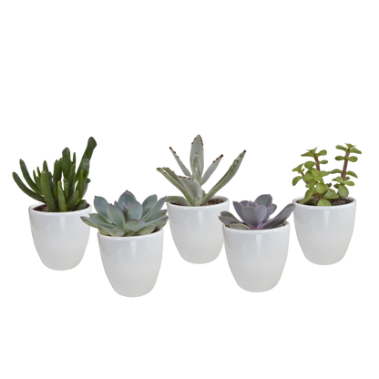  Coffret Succulente & Cactus + Caches-pots Blancs