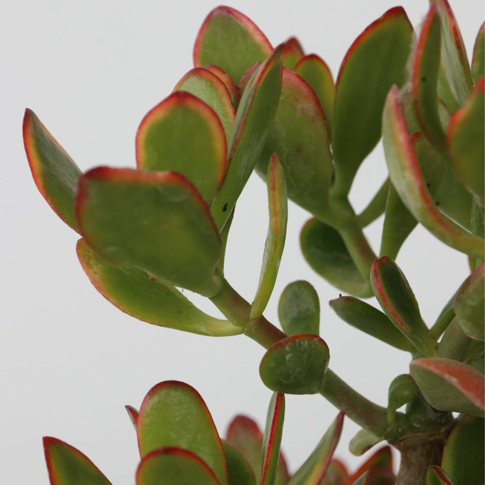  Arbre De Jade - Crassula Ovata 'sunset' - Hauteur 55-60cm - ⌀30cm