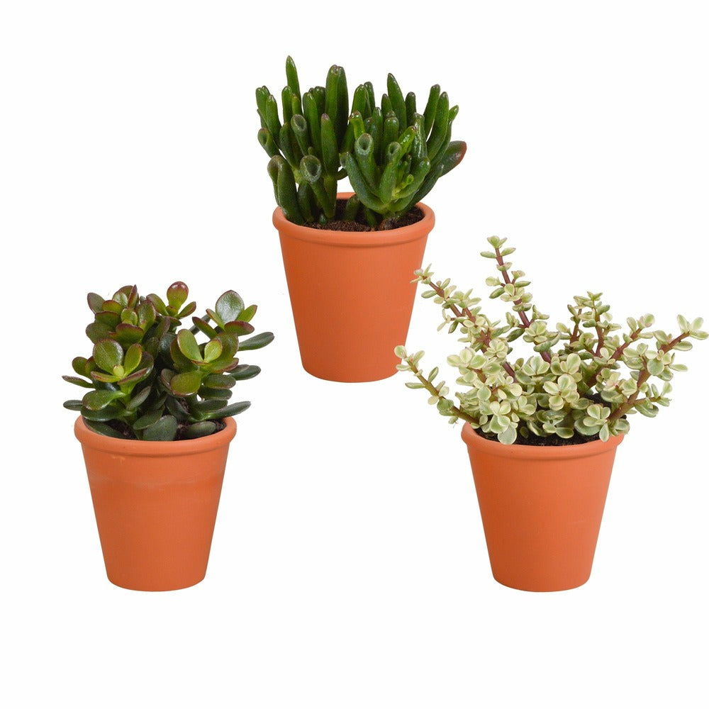  Coffret Crassula Et Ses Caches-pots Terracotta - Lot De 3 Plantes, H18cm