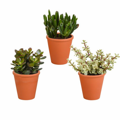  Coffret Crassula Et Ses Caches-pots Terracotta - Lot De 3 Plantes, H18cm
