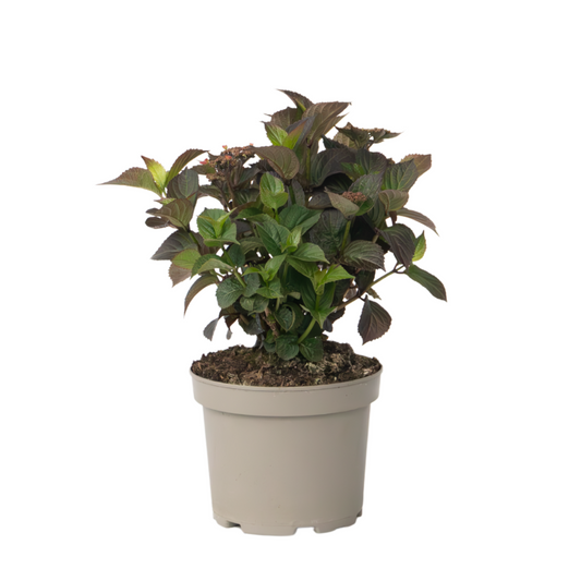  Hortensia - Hydrangea Paniculata 'dare Devil' - Hauteur 25-40cm - ⌀19cm