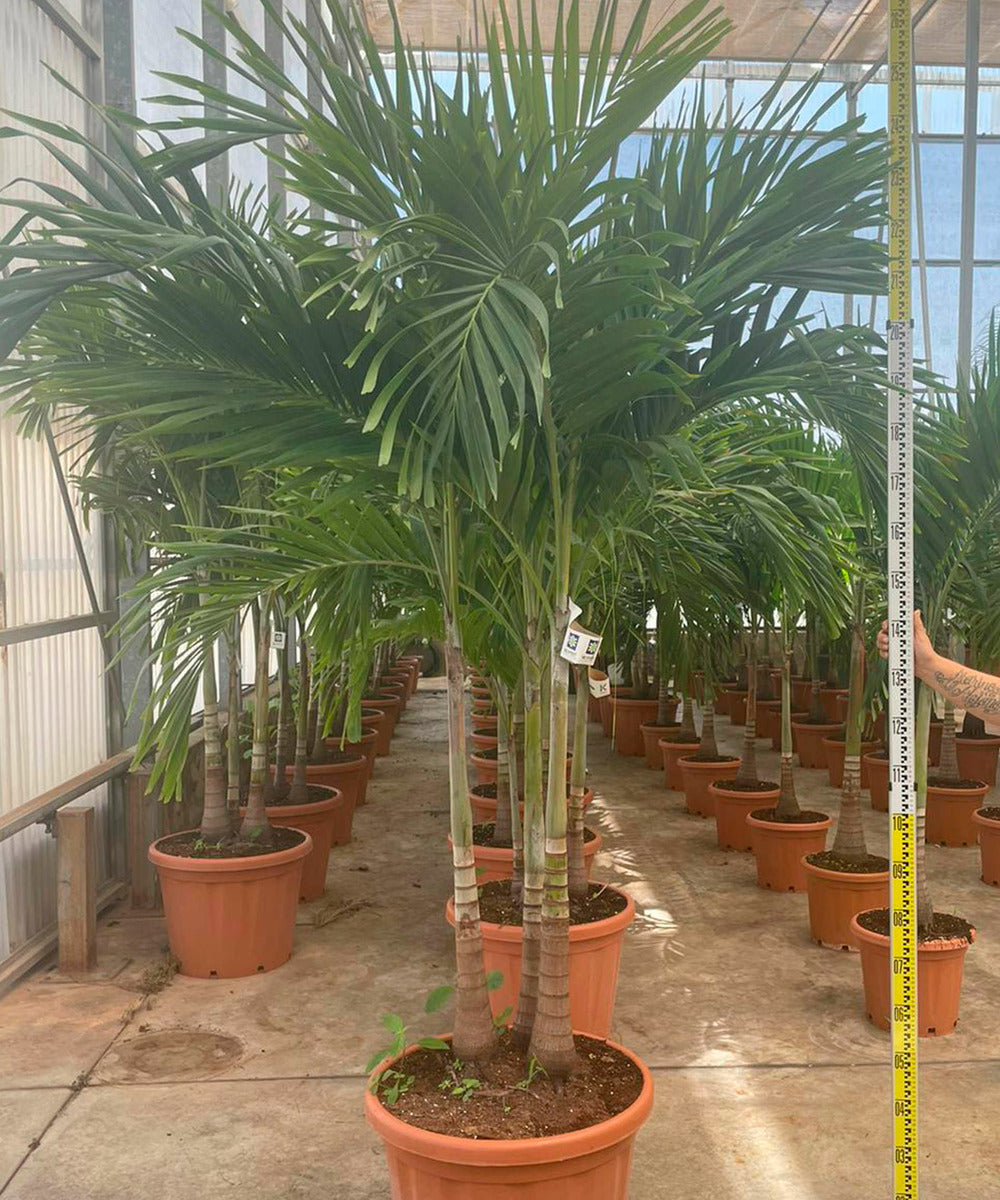  Adonidia Merrillii (veitchia Merrillii- Palmier De Manille) Spécimen - Pot De 45l Tronc Unique 225-250cm