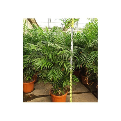  Chamaedorea Seifrizii (palmier Nain De Seifriz) Pot De 1 Litre - 50/60 Cm