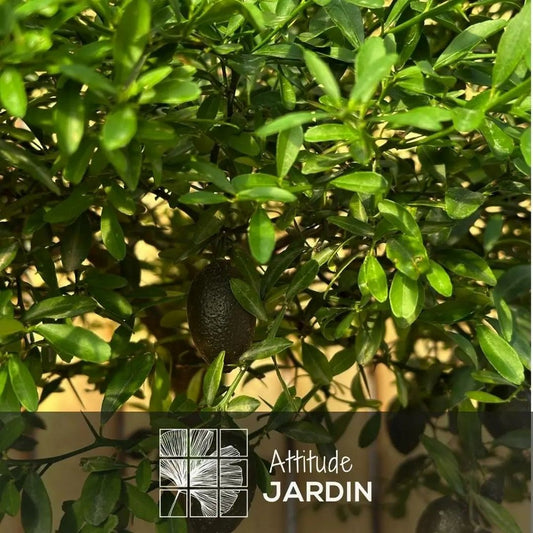  Citron Caviar Rouge - Agrume Méditerranéen - Arbre Fruitier - ↕ 50-60 Cm - ⌀ 20 Cm