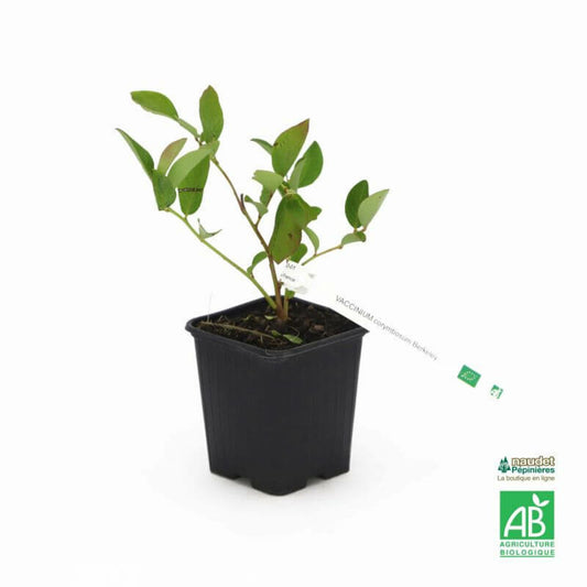  Myrtillier 'berkeley' Bio (vaccinium Corymbosum 'berkeley')