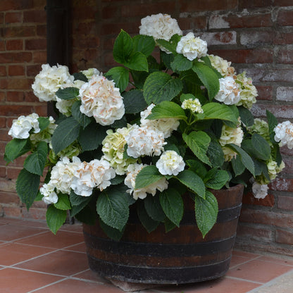  Hortensia - Set De 3 - Hydrangea Macrophylla Teller 'benxi' - H25-40cm - ⌀9cm