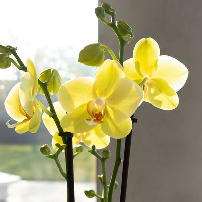  Orchidées Colibris - Orchidée Phalaenopsis Jaune - Voltera - Taille Du Pot 12cm