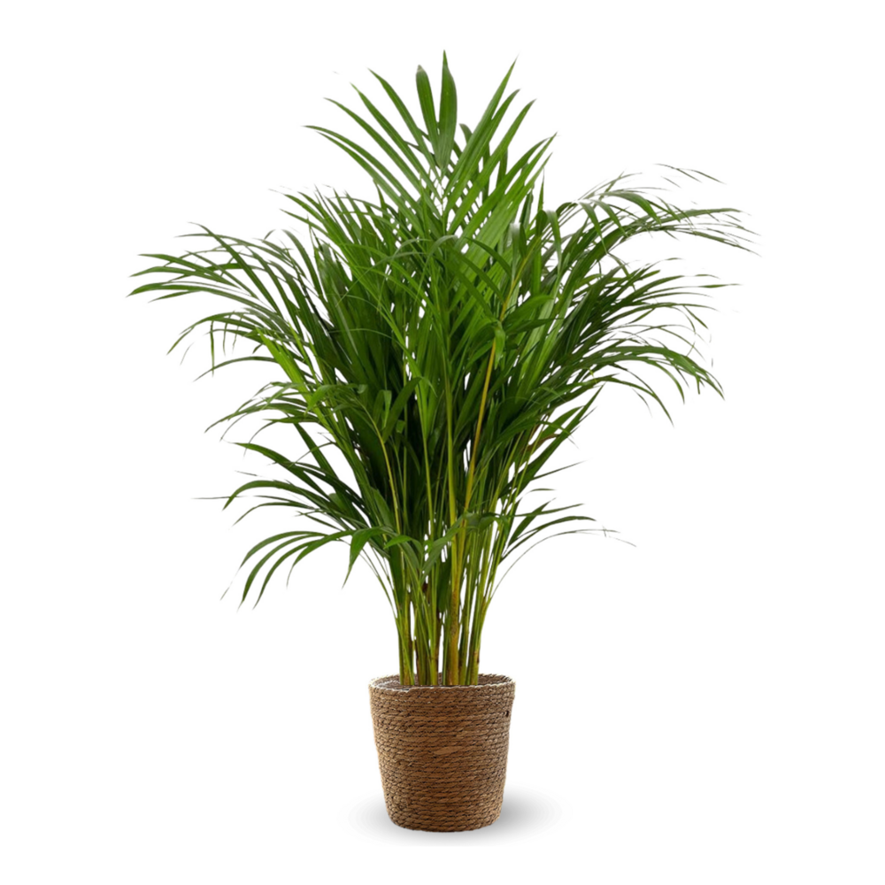  Areca Avec Panier En Jonc De Mer - Dypsis Lutescens - Palmier D'intérieur - ↕ 100-110 Cm - ⌀ 22 Cm - Purificateur D'air