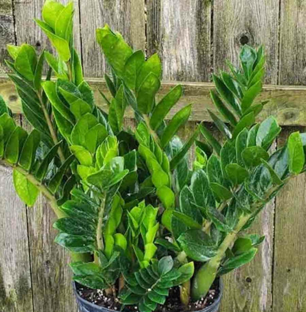  Zamioculcas Zamiifolia (faux Zamia, Plante Zz) Pot De 1 Litre ? 20/30 Cm