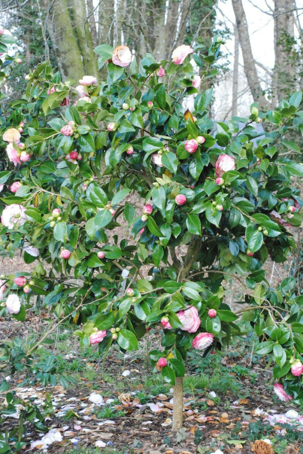 Camelia 'desire' - En Pot De 1 Litre