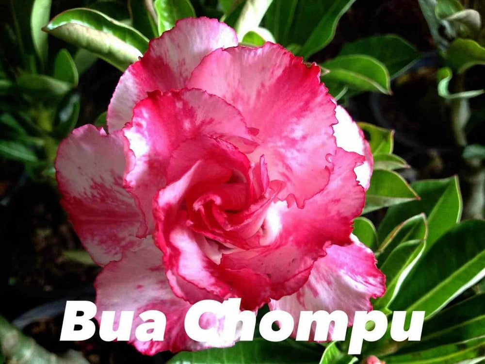  Adenium Obesum Cv. Buachompu Caudex D'environ 300g 20/25cm