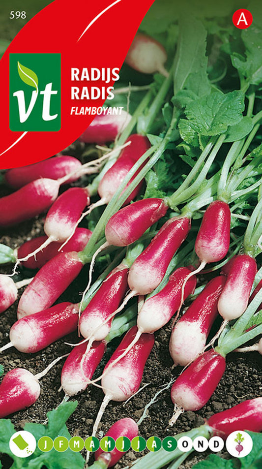  Radis Flamboyant - Ca. 10 Gr (livraison Gratuite)