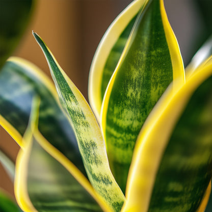  Langue De Belle-mère - Set De 3 - Sansevieria 'superba' - H35-40cm - ⌀12cm