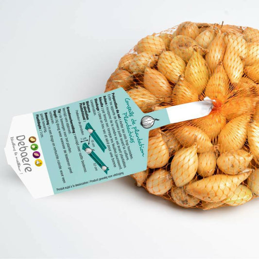  Shakespeare Bulbes Oignons A Repiquer 500 Gr